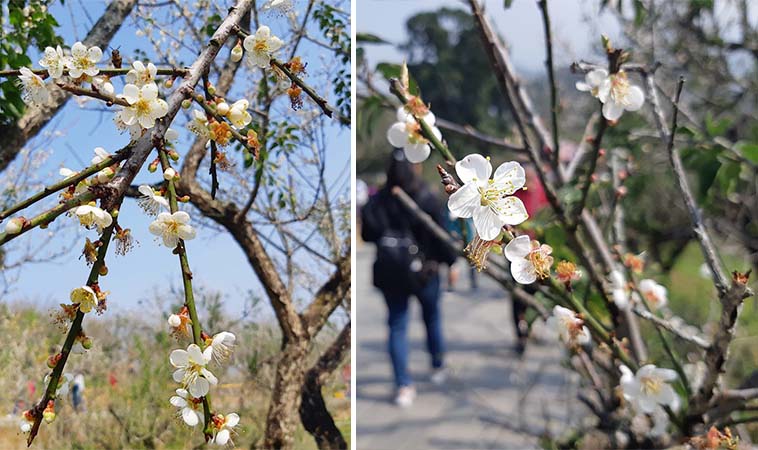 嘉義賞梅景點 梅山鄉梅山公園 嬰兒與母親
