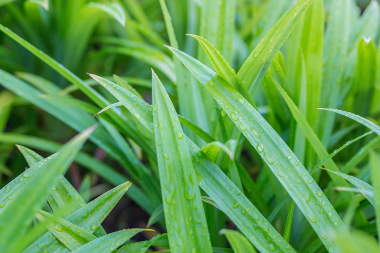 Healthy Snacks Malaysia Surprising Health Benefits Of Pandan 