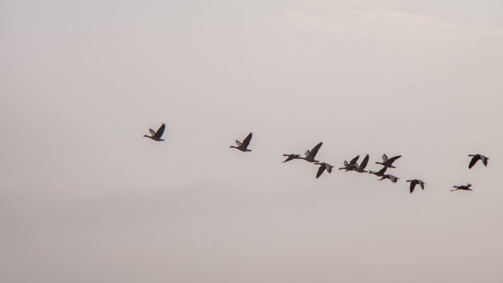 How to hack management - migrating birds image
