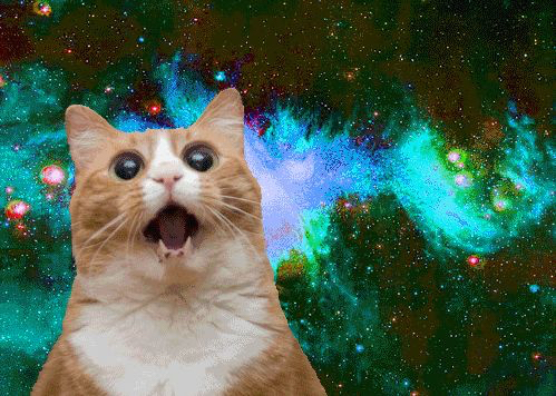 Cat-Image.jpg