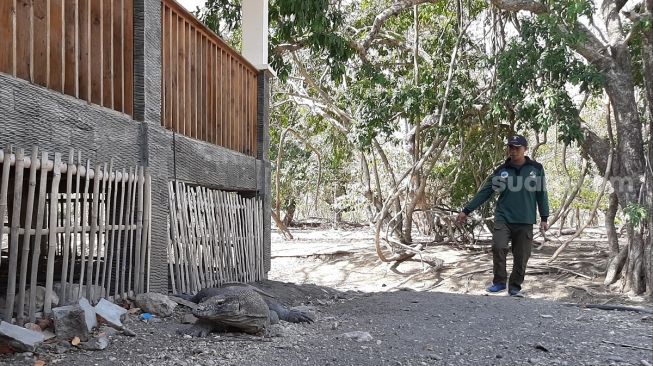 Seekor Komodo sedang beristirahat. (Suara.com/Lilis Varwati)