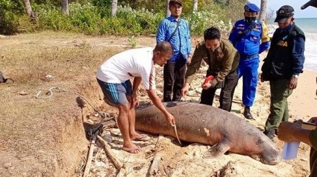 Beda dugong, pesut, dan lumba-lumba - Dugong mati ditemukan terdampar di Pantai Bawean Gresik Jawa Timur [Foto: Beritajatim]