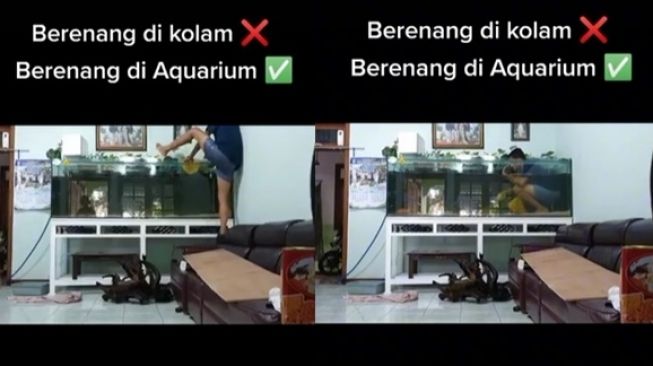 Viral Video Pria Renang di Akuarium Alih-alih Kolam Renang. (TikTok)