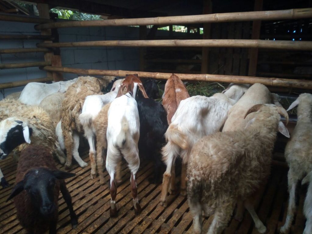 Pahami 9 Perbedaan Qurban Dan Aqiqah Ini Sebelum Menjalankannya