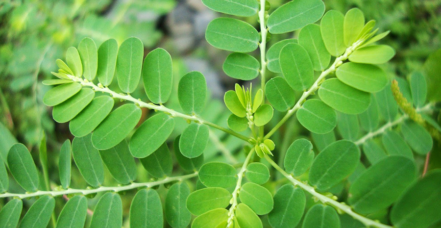 daun kelor