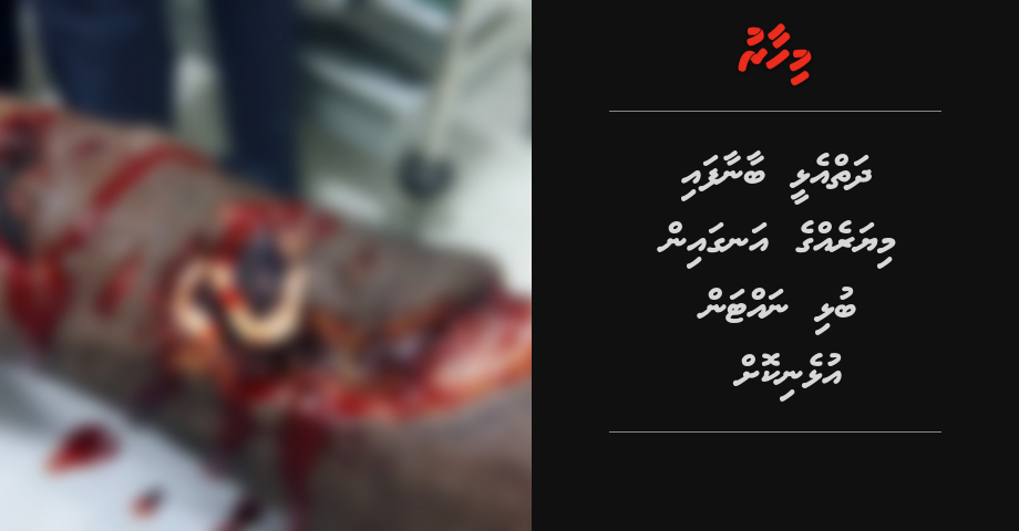 Dhaiy elhee baanaafai oi miyaregge angain bulhi nattanikoh | Mihaaru
