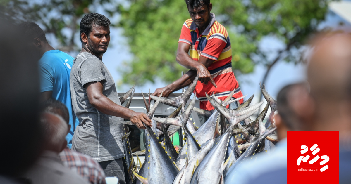 Masverikamuge manaa baavaithah kanda alhaa bodu adhadhakun joorimanaa kuranee