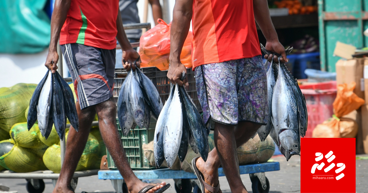 Masverikamuge bilun fuluhunnaaa sifainah bodethi baaruthakeh!