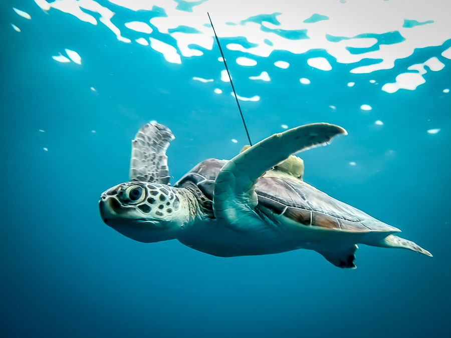 Turtle Satellite Tracking Map #2 - Kuda Huraa Project - Marine Savers