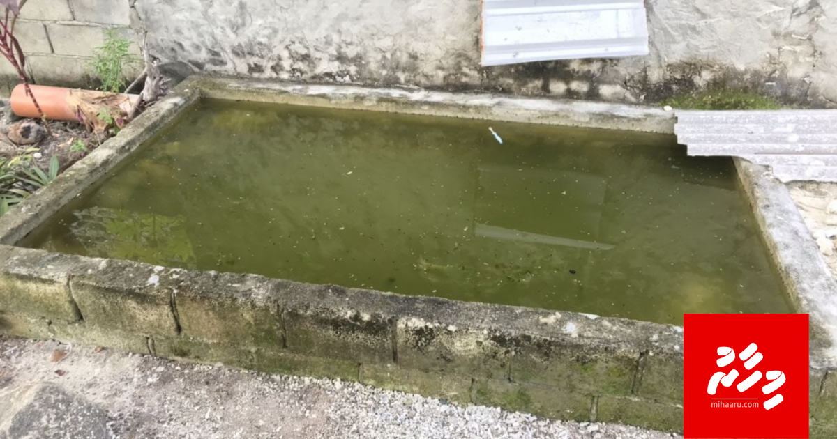 Gamuga mas fen gandakah vetti kuda kujjaku serious haalathugai