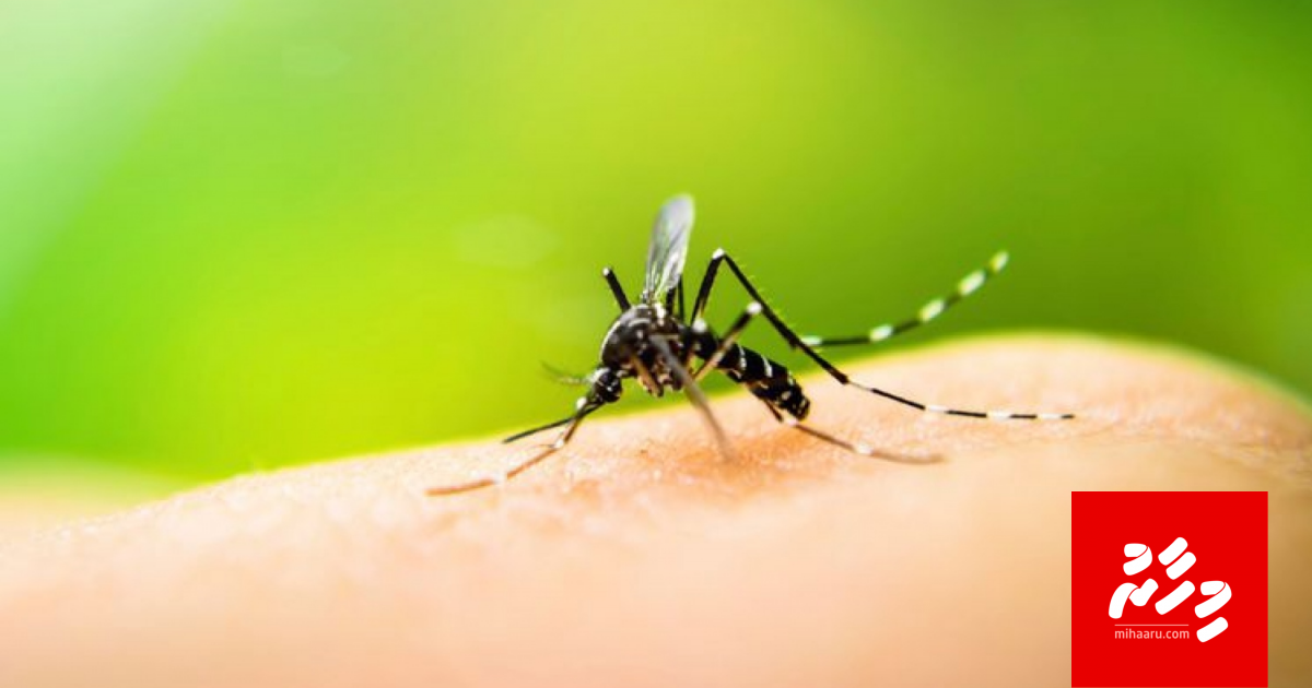Mi aharuge mihaathanah 4,420 meehakah dengue jehijje