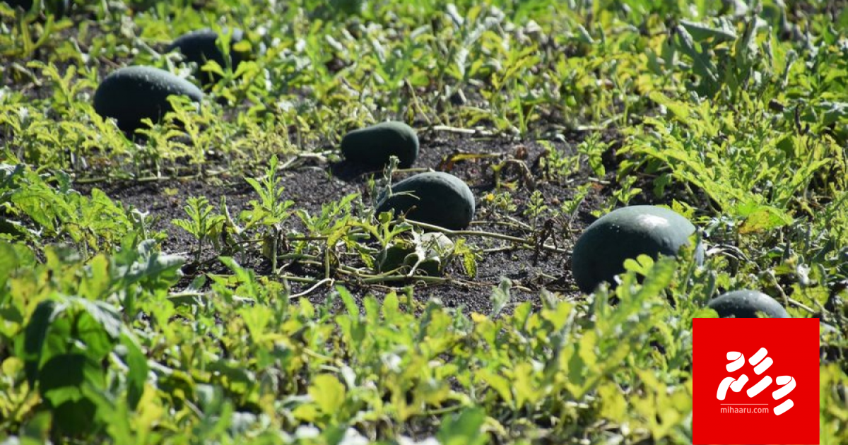 Dhanduverikamuga pesticide beynun kurumaa behey bileh majileehah