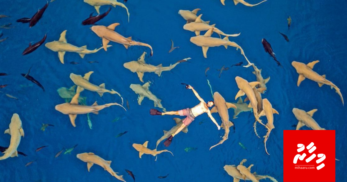 Rajjey ge miyaru video: Dhivehi zuvaan team eh ge masahkaiy