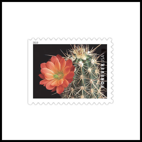 New-US-Stamps-to-Feature-Cactus-Flowers