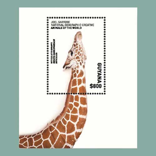 Souvenir-Sheet-of-Guyana-Features-the-Long-Neck-of-a-Giraffe