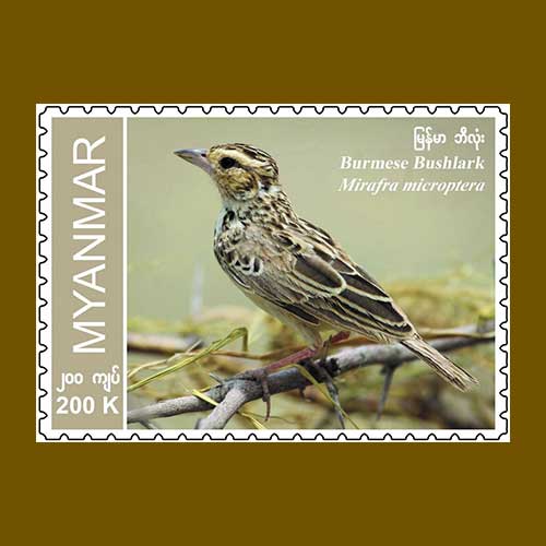 Burmese-Bush-lark-(Mirafa-microptera)