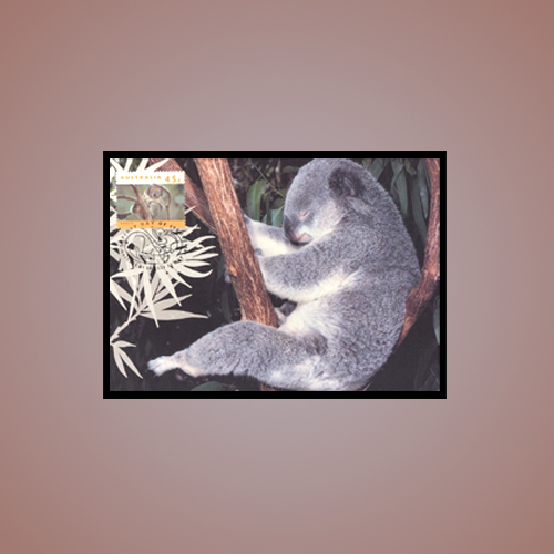 One-cannot-lose-sight-when-Koala-is-on-a-stamp