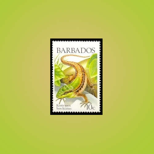 Lizards-of-the-Barbados-Island