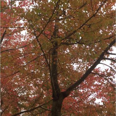 Maple 🍁