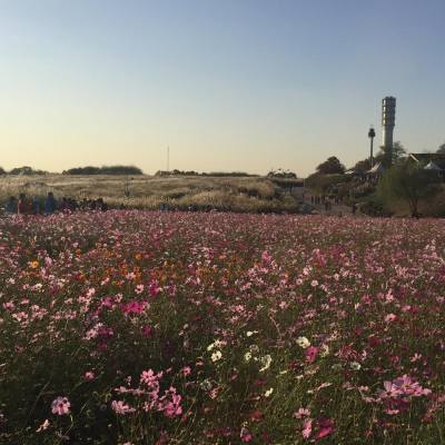 首爾天空公園芒草+大波斯菊