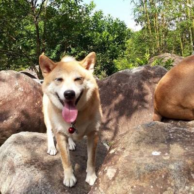 Hello.. 我叫Kuma.. 你地快d去太平山街支持我爺爺，爸爸媽媽同兄弟姊妹啦 （WE5) 