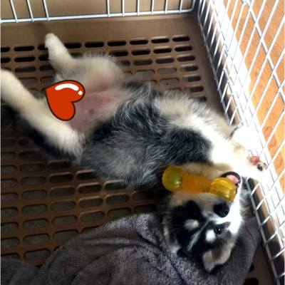 舉啞鈴！So Easy！😍😍😍😍 

#dog #puppy #husky #petstagram #tagsforlove #lovepet #instalove #doggie #dogs #huskypet #babydog  #doogielove #ilovemydog #dogoftheday #photooftheday #photoofthedog #picoftheday #cute #cutepuppy #cutedog #cola #hkig #hkiger #lovepet #petlover #doglover #huskylover #hk #hkpet #Staice #Staiceliu
