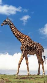 Girraffe wallpaper