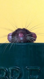 Mouse wallpaper