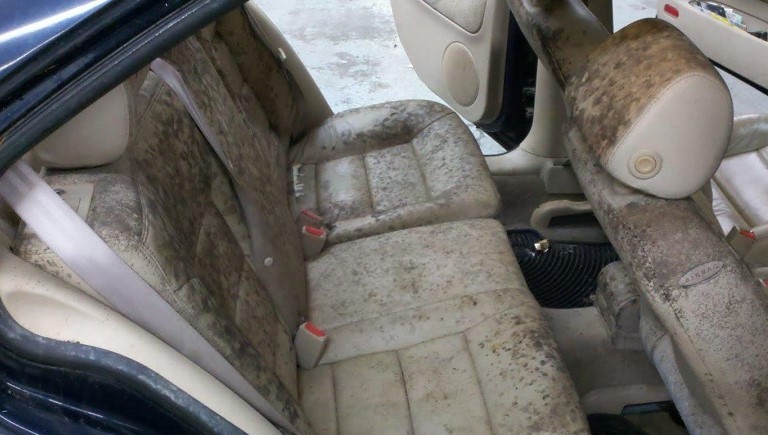 Cara Merawat Jok dari Jamur, Ternyata Mudah Contoh jok terdampak jamur