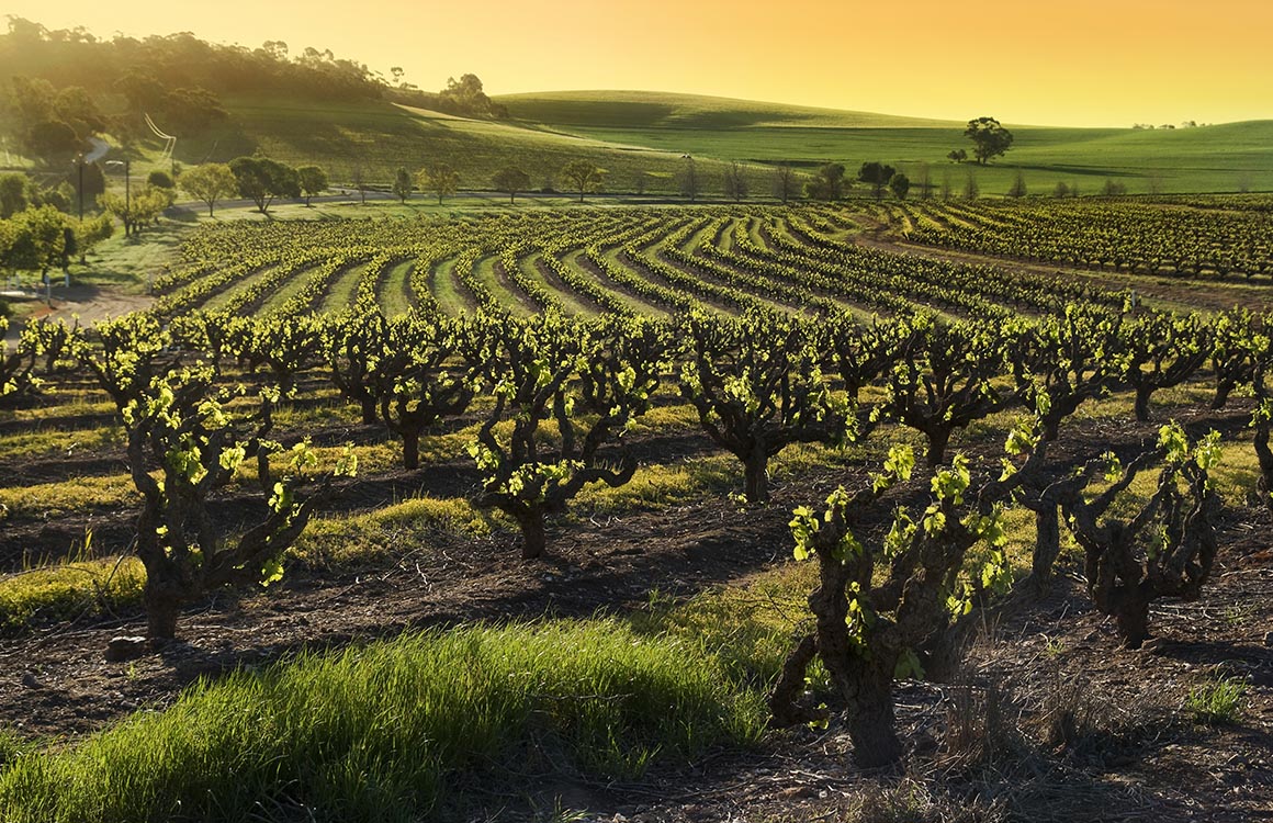 mOOnshot digital marketing agency Singapore - Social Media Case Study - Wine Delivery
