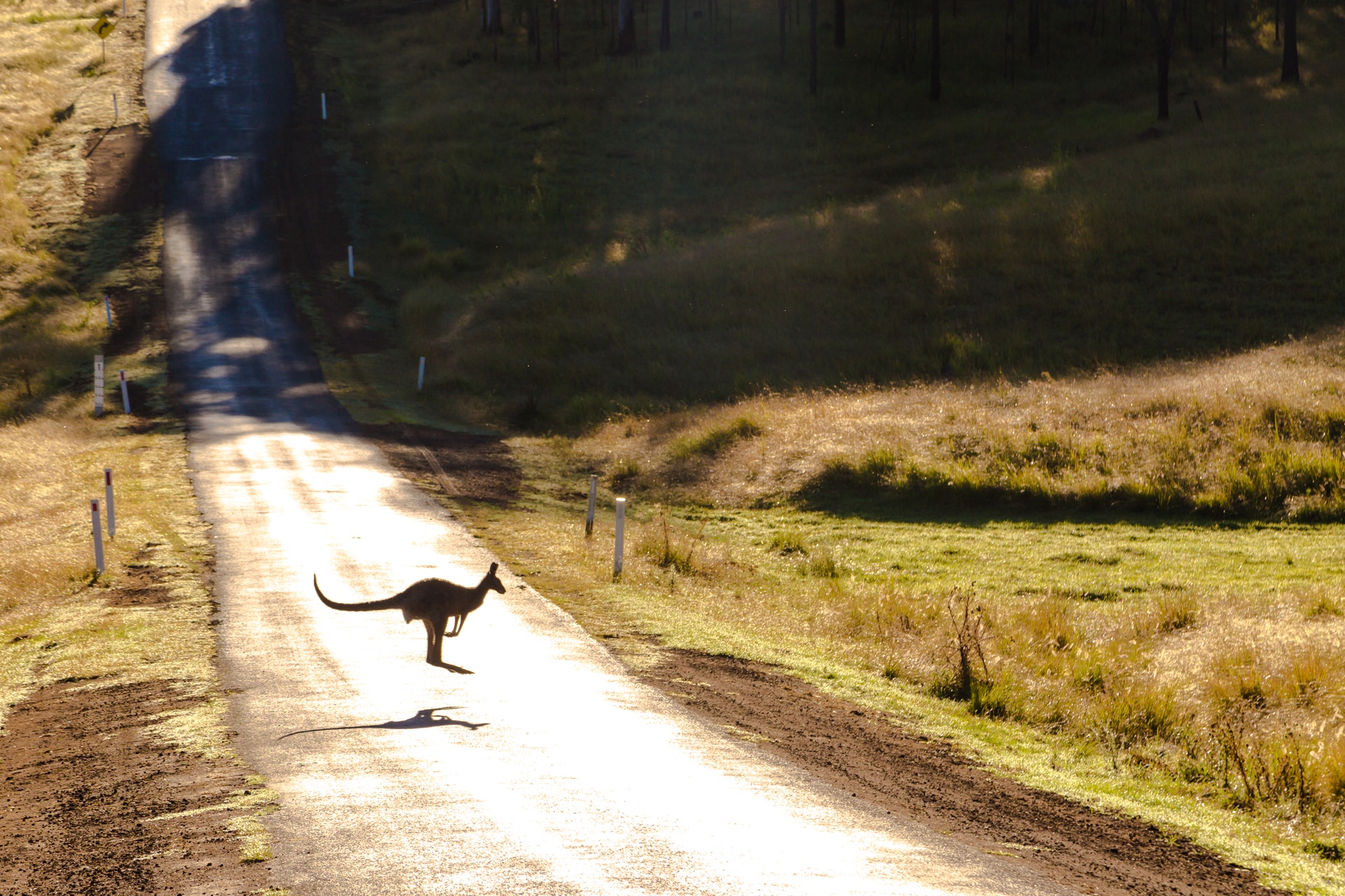 Editors%2 Fimages%2 F1647831979263 Slow Down If You Are Going To Hit Animal