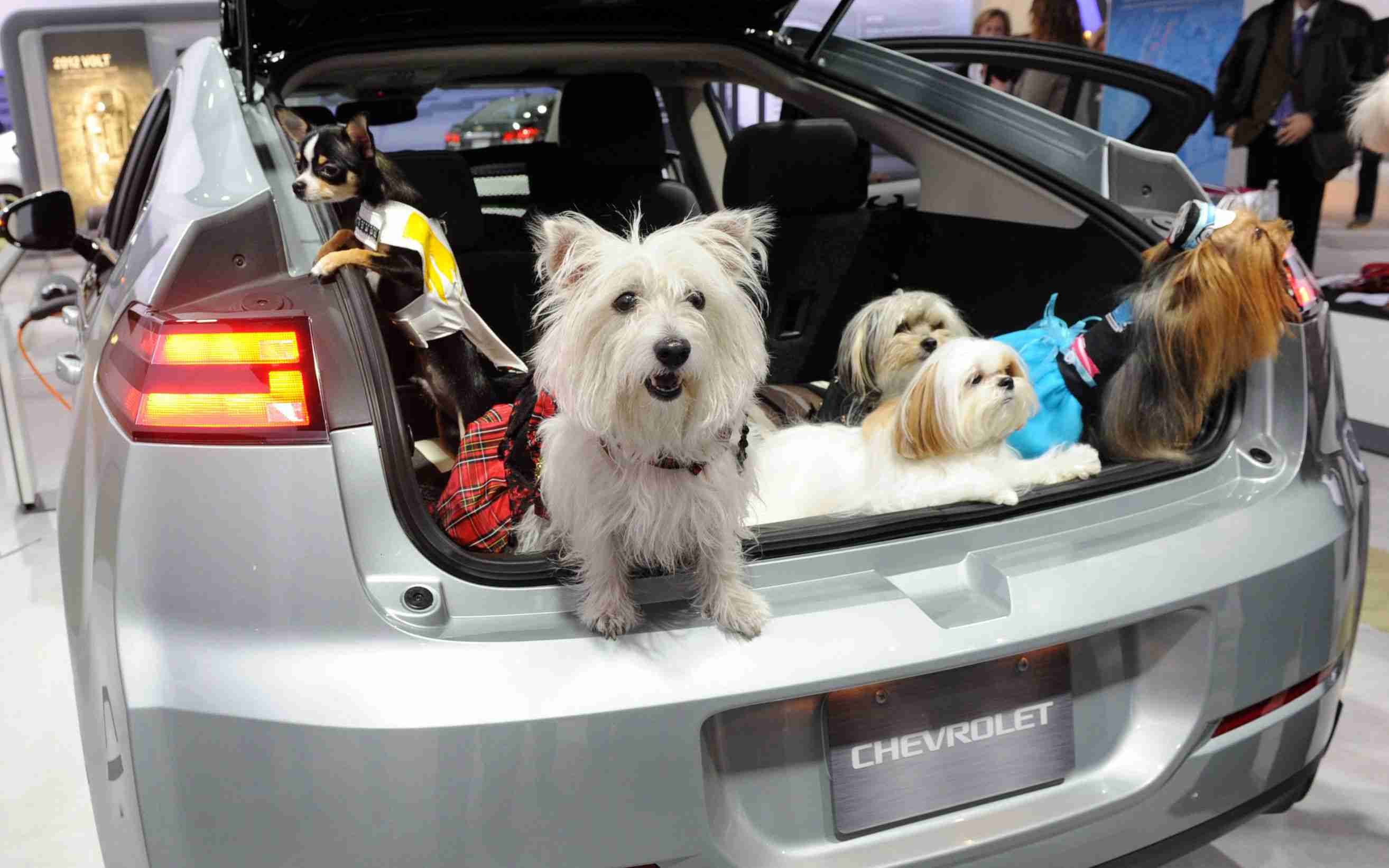 Editors%2 Fimages%2 F1702104541820 Motormouth+Pets+Can+Have+Car+Names%2 C+But+Petrolheads+Shouldn%27t+Name+Themselves+After+Car+Brands