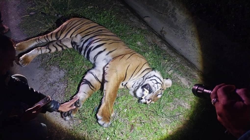 Editors%2 Fimages%2 F1715841411829 Endangered Malayan Tiger Killed After Being Hit By Car On Expressway Featured