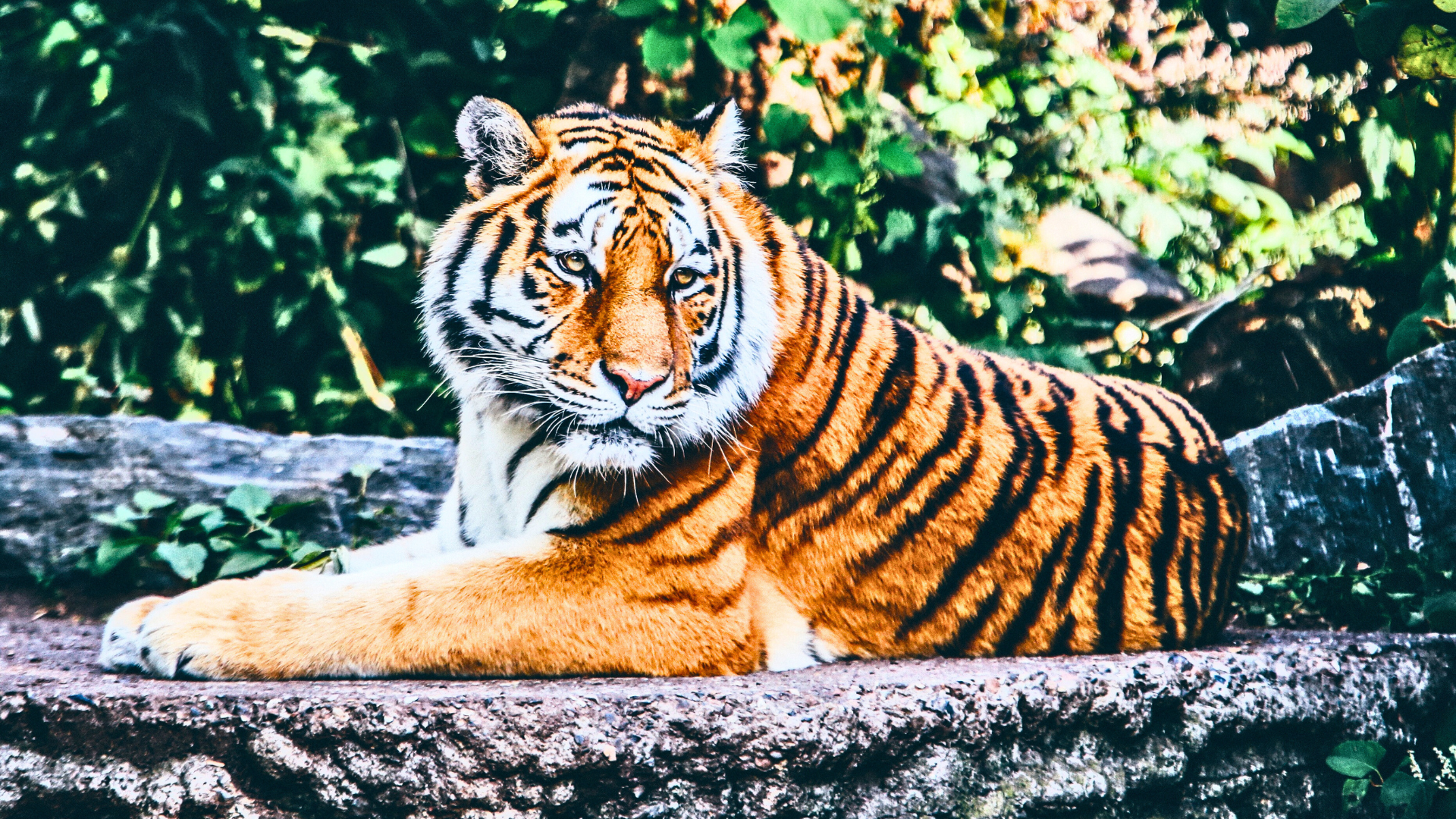 Editors%2 Fimages%2 F1716541320617 Johor+Zoo