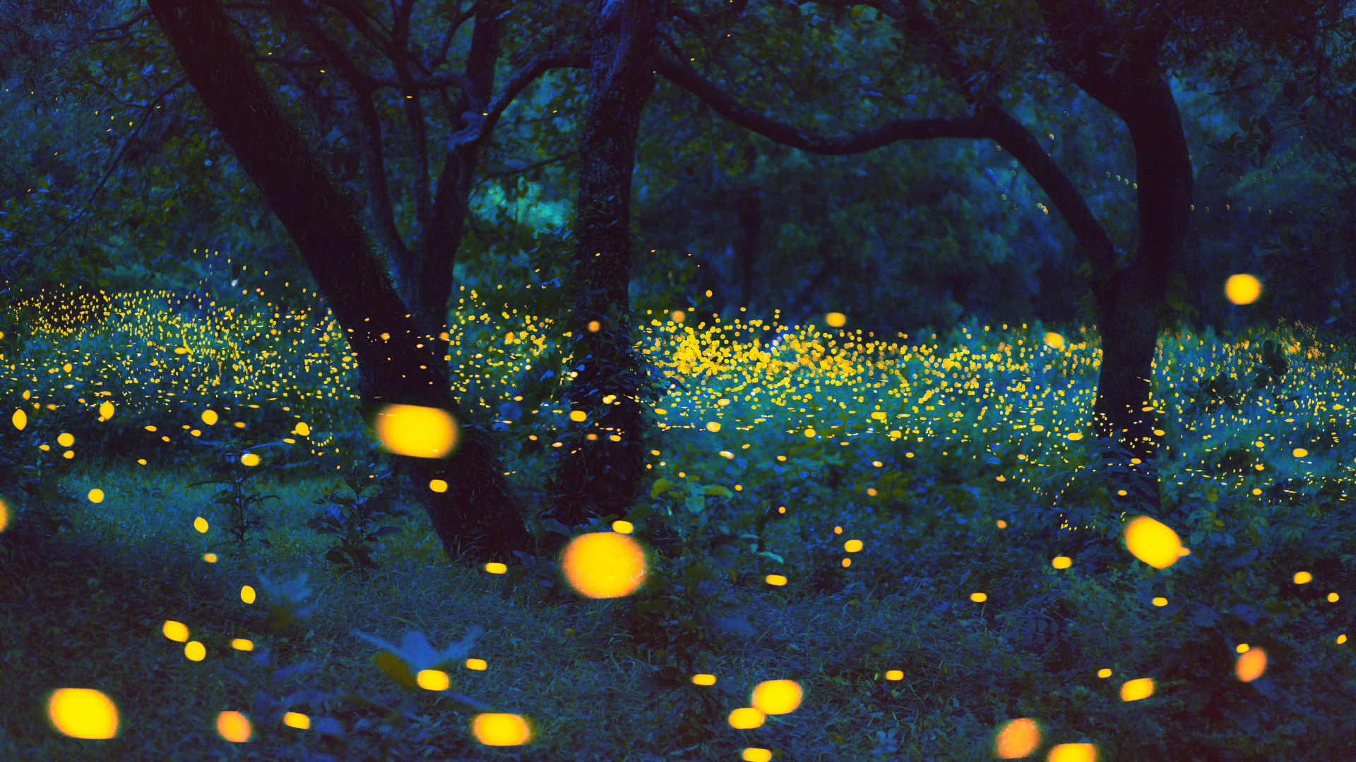 Editors%2 Fimages%2 F1716542468146 Fireflies+At+Firefly+Park%2 C+Kota+Tinggi