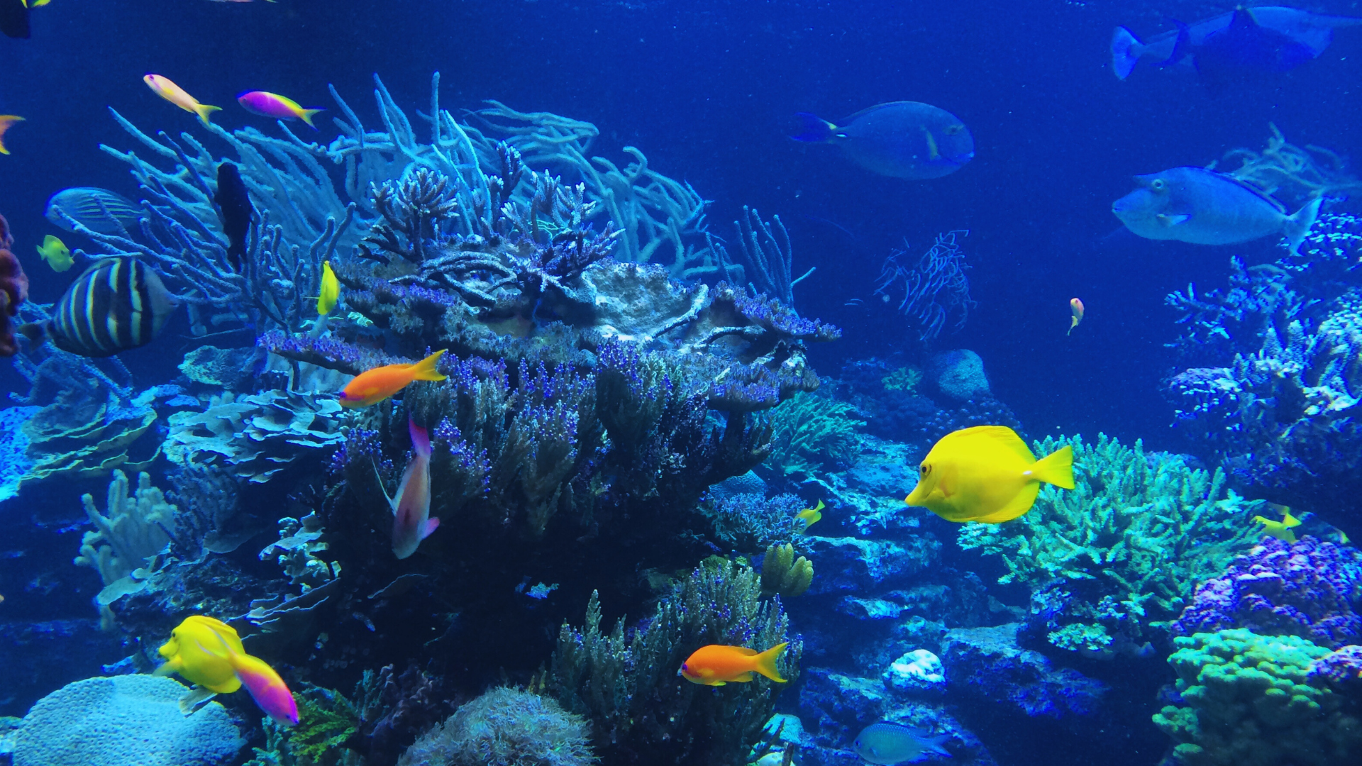 Editors%2 Fimages%2 F1717481291849 Aquaria+Klcc