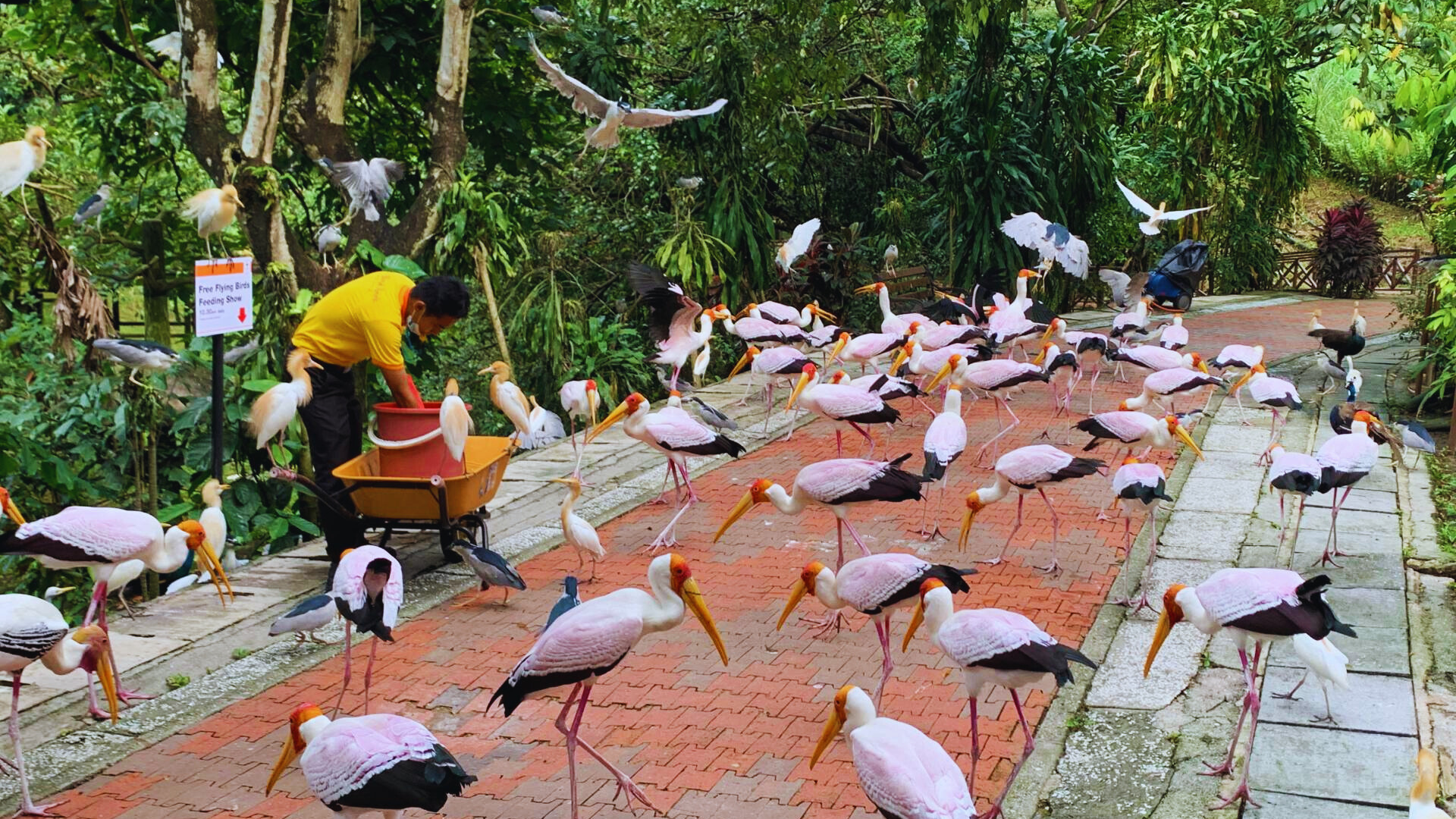 Editors%2 Fimages%2 F1717483385453 Bird+Park+Kuala+Lumpur