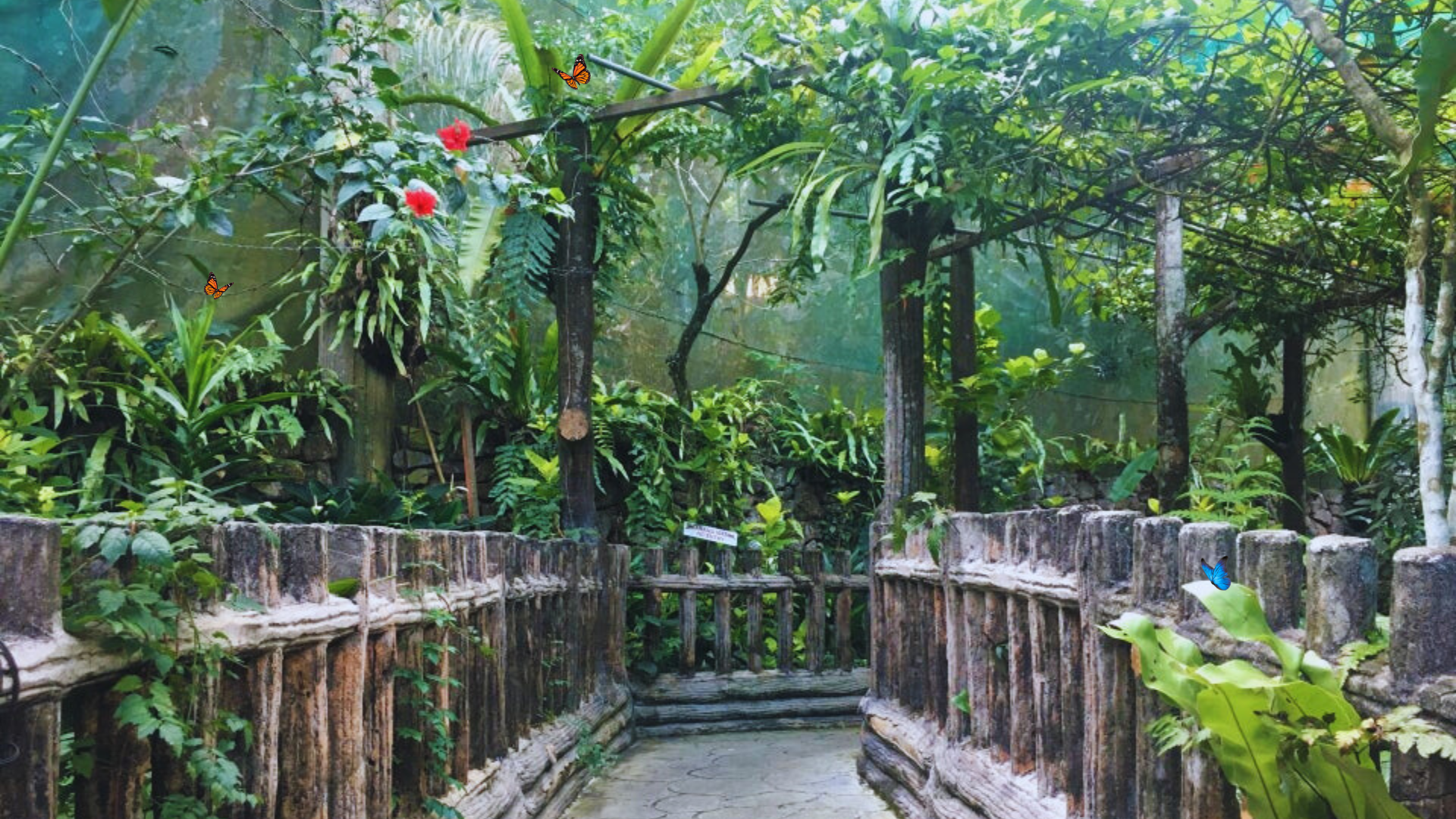 Editors%2 Fimages%2 F1717483588331 Butterfly+Park+Kuala+Lumpur+%281%29