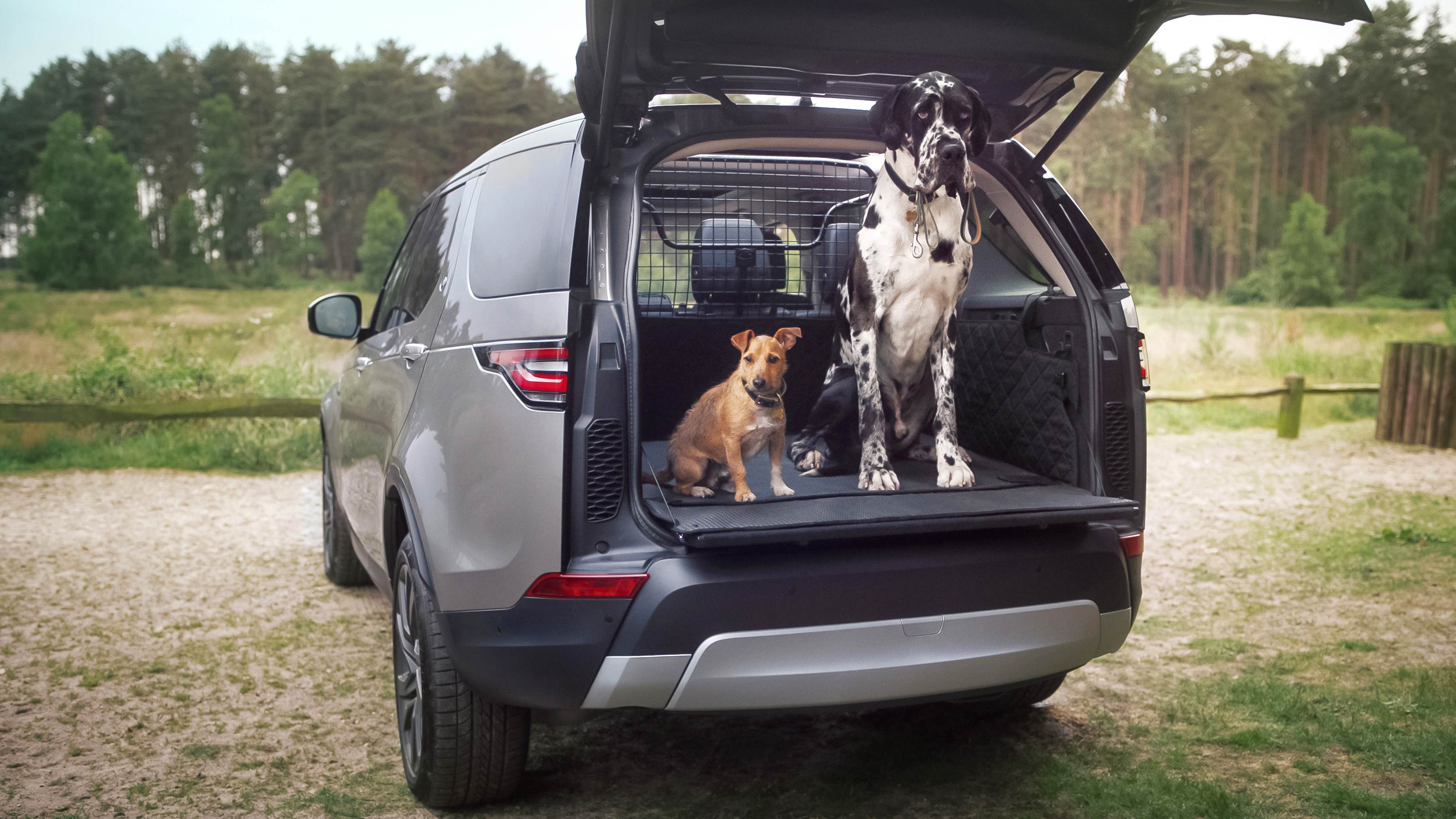 Editors%2 Fimages%2 F1717654954017 2024+Chinese+Zodiac+Fortune+Predictions+ +Dog