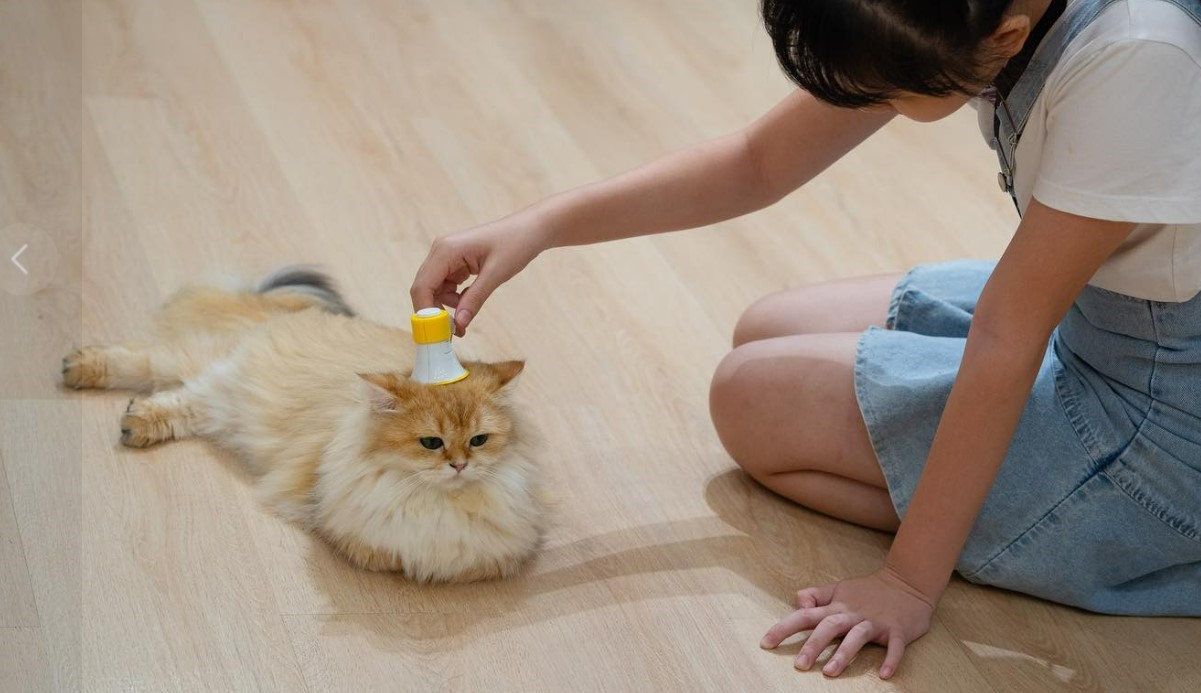 Editors%2 Fimages%2 F1723098600653 Cat