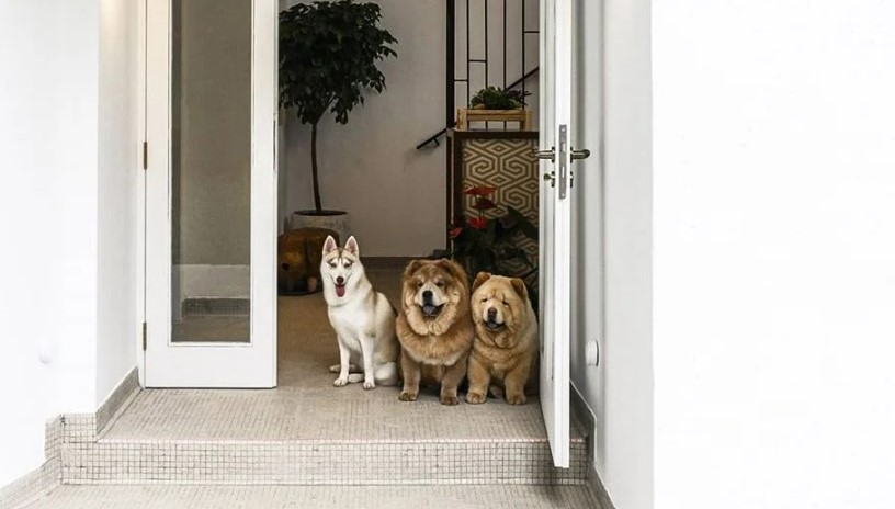 Editors%2 Fimages%2 F1723102180598 Chowcute