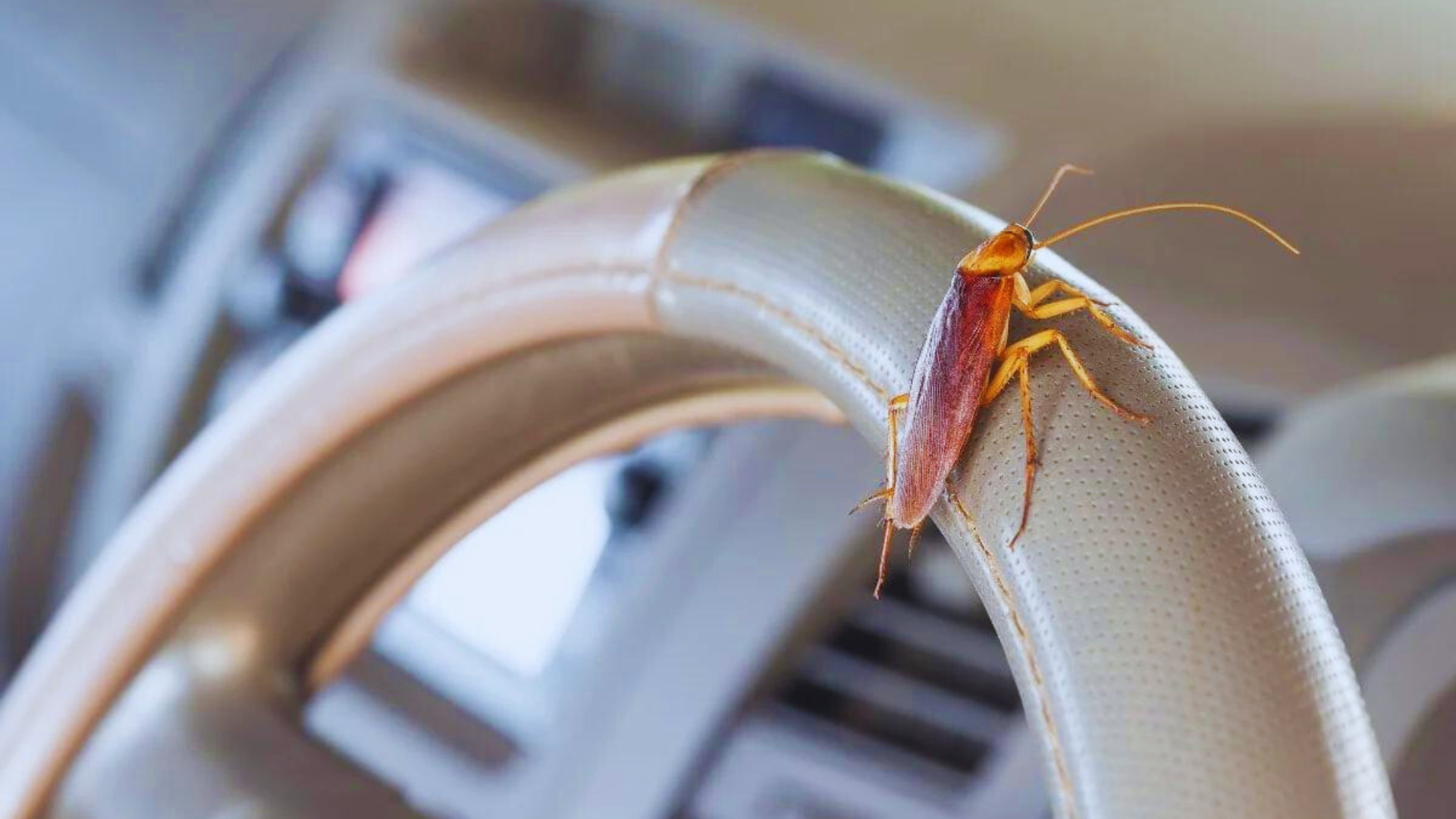 Editors%2 Fimages%2 F1724049594345 Untitled+Design+%286%29