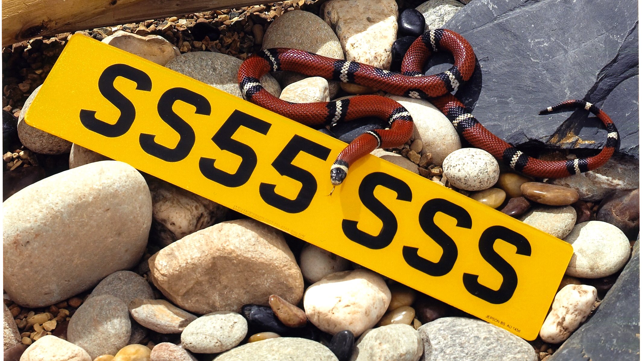 Editors%2 Fimages%2 F1728025273843 What+To+Do+If+You+Find+A+Snake+In+Your+Car+ +Ph+Pic1