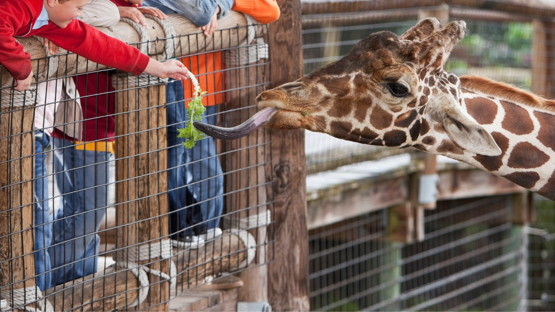 Editors%2 Fimages%2 F1731389319857 Zoo