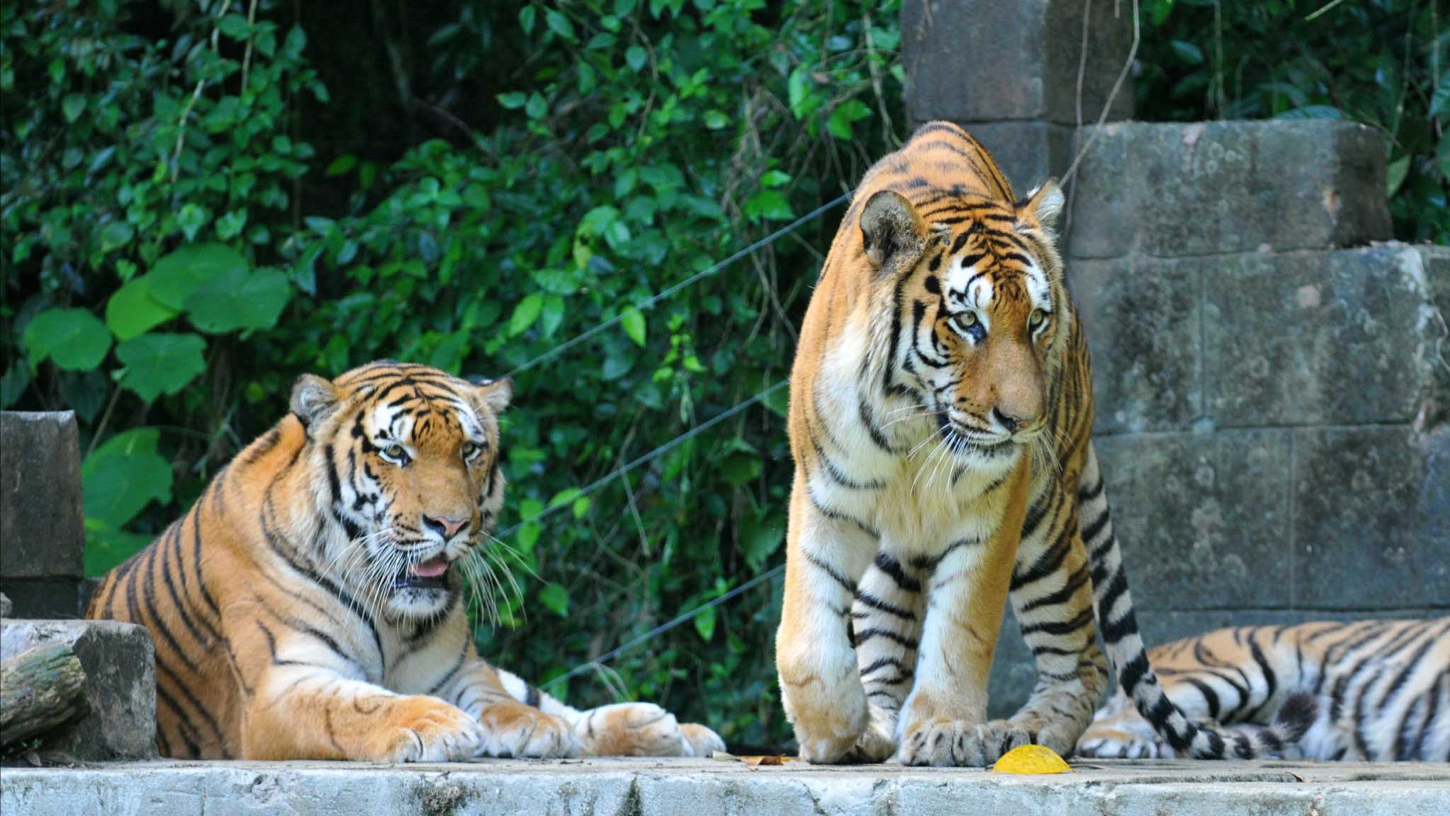 Editors%2 Fimages%2 F1716541320617 Johor+Zoo