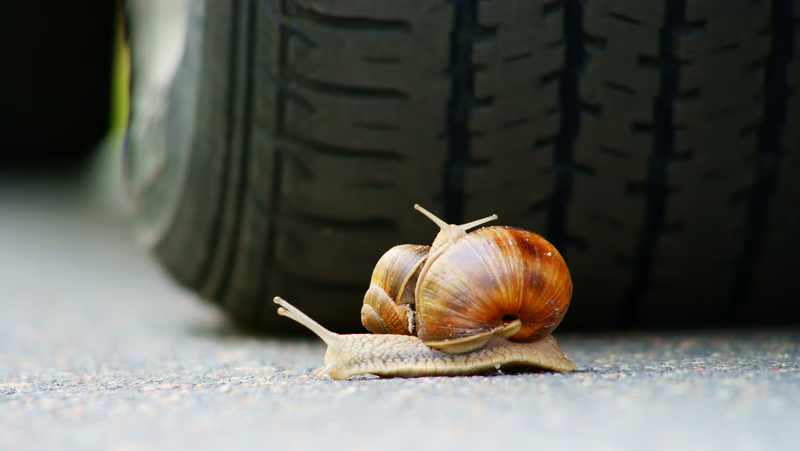 Volkswagen Beetle Turtle Car