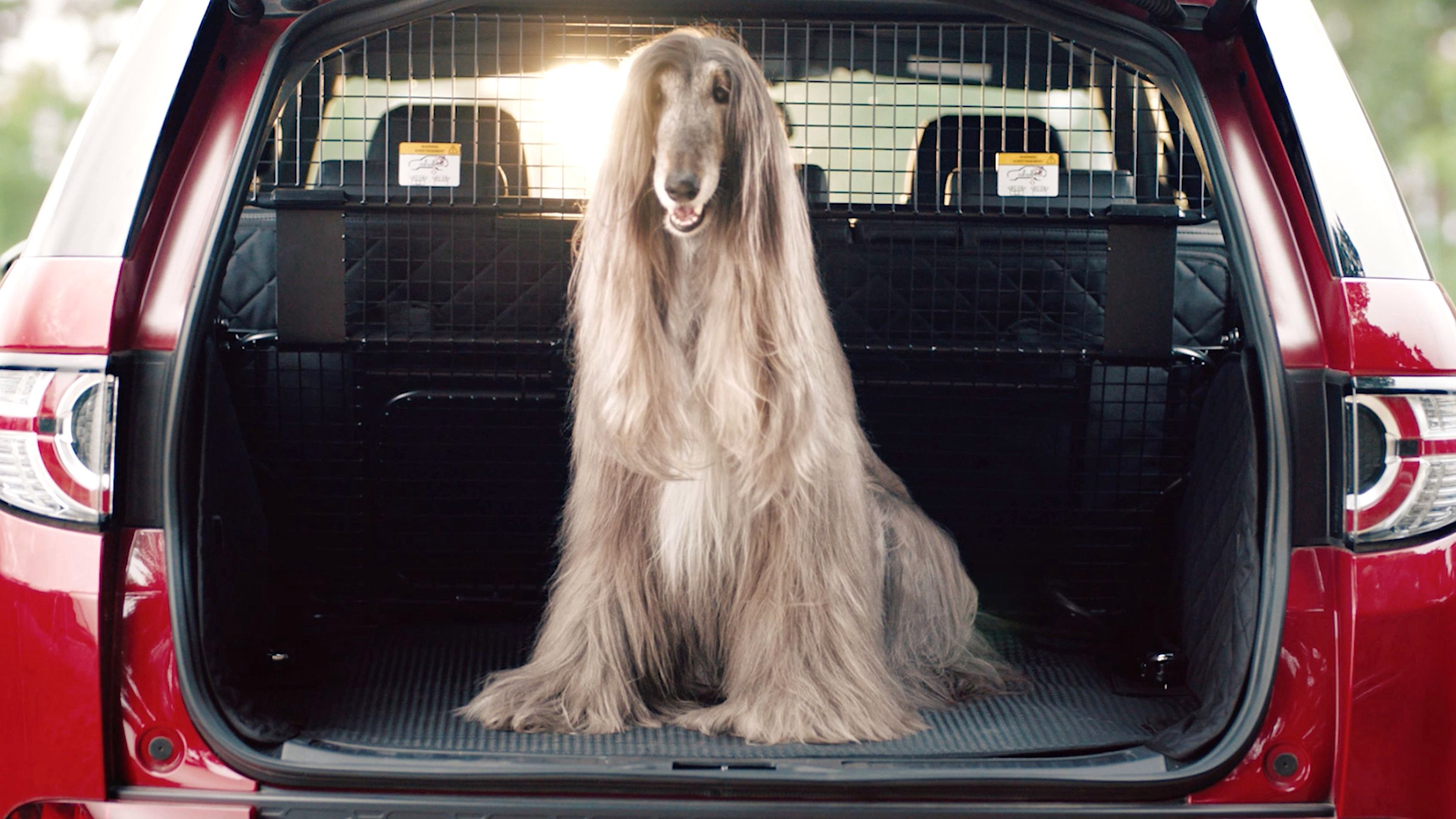 Editors%2 Fimages%2 F1788427106550 Pet+Owners+Selling+Their+Cars+ +How+Fur%2 C+Smells+And+Scratches+Affect+Resale+Value+ +Pic3