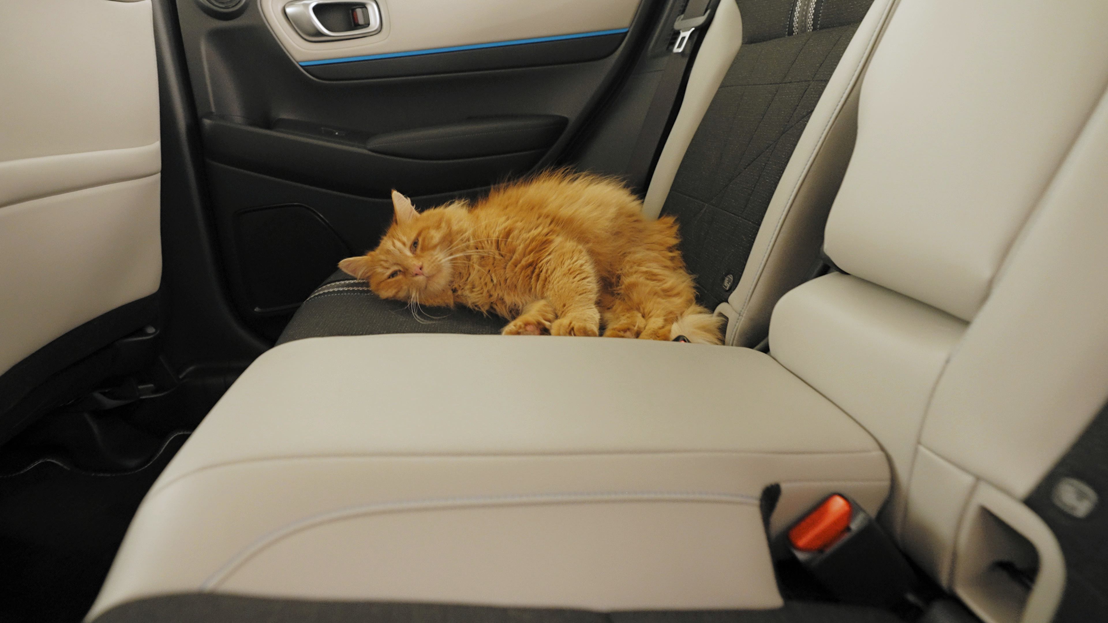Editors%2 Fimages%2 F1788427206600 Pet+Owners+Selling+Their+Cars+ +How+Fur%2 C+Smells+And+Scratches+Affect+Resale+Value+ +Pic2