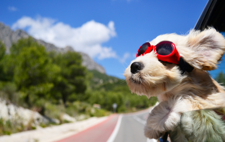 Dog