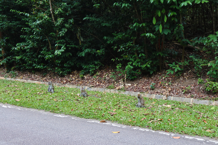 Upper Peirce Reservoir monkeys